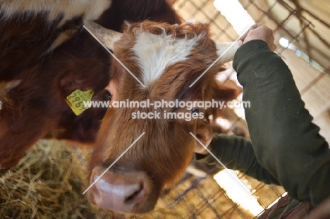 man grabbing bull's horns