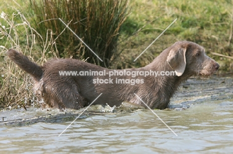 Slovakian Rough Haired Pointer