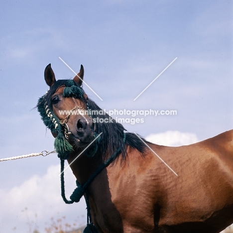 Nabeg Russian Arab head study