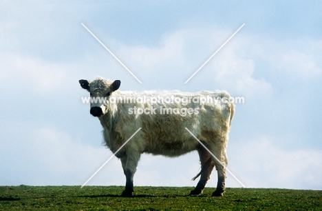 white galloway cow in field in scotland