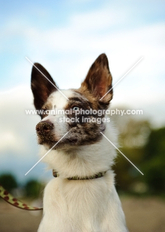 Koolie dog portrait (aka German Koolie, Coolie, Australian Koolie