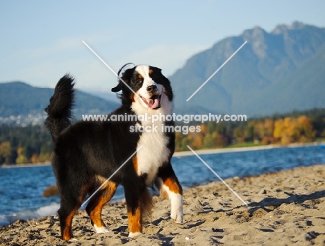 Bernese Mountain Dog