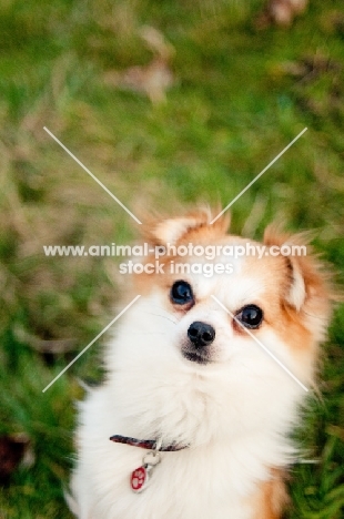 long-haired Chihuahua, shoulders up