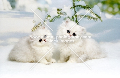 two adorable chinchilla kittens in snow
