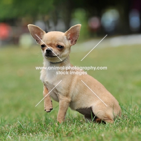 smooth chihuahua sat on grass, front foot raised