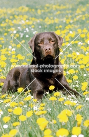 Chocolate Labrador lying in field