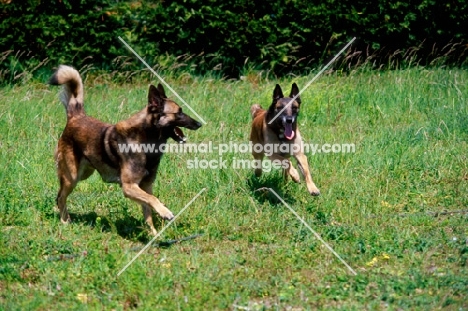 two belgian shepherd dogs, malinos running together