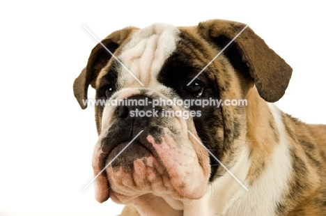 bull dog isolated on a white background