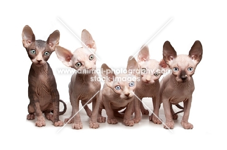 five 9 week old Sphynx kittens