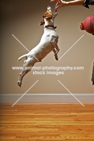 Jack Russell Terrier jumping up to get treat