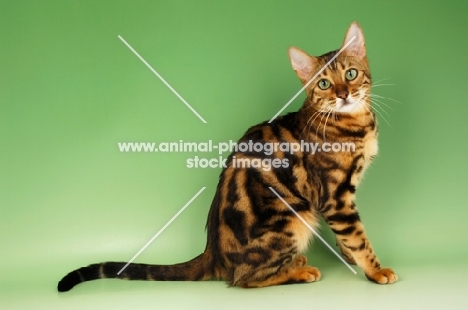 brown marble bengal