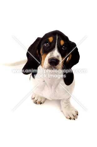 Basset Hound cross Spaniel puppy looking up isolated on a white background