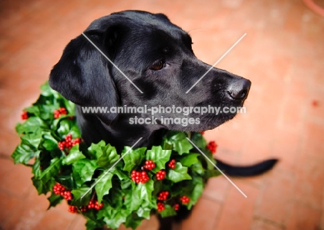 black Labrador Retriever wearing wreath