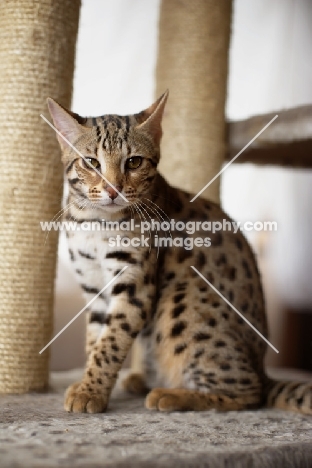bengal cat sitting on scratch post
