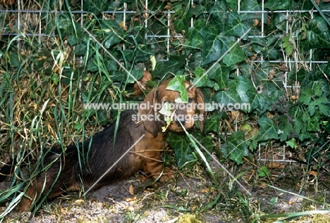 wirehaired dachshund puppy behind ivy leaves