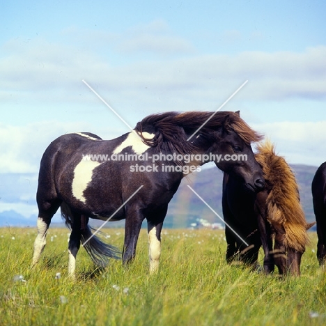 Iceland Horses at Olafsvellir