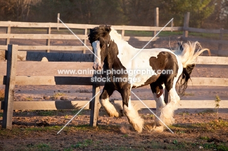 Gypsy Vanner