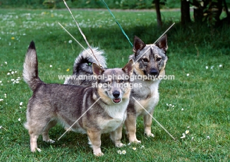 pair of undocked swedish vallhunds with different tail carriages, teddy and misty