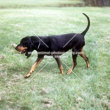 black & tan coonhound walking
