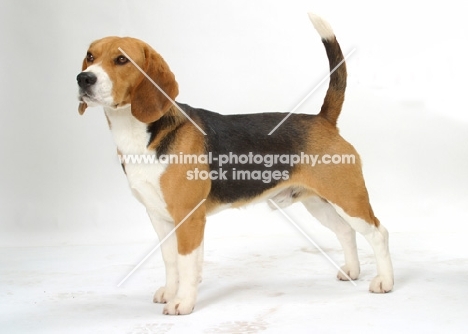 beagle on white background, posed