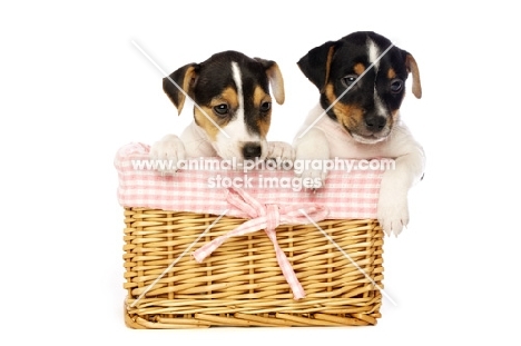 Jack Russell puppies in a wicker basket, isolated on a white background