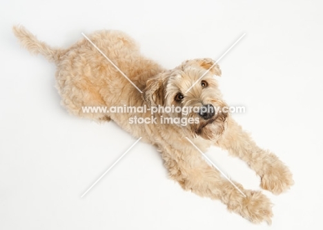 Wheaten Terrier lying down looking up at the camera.