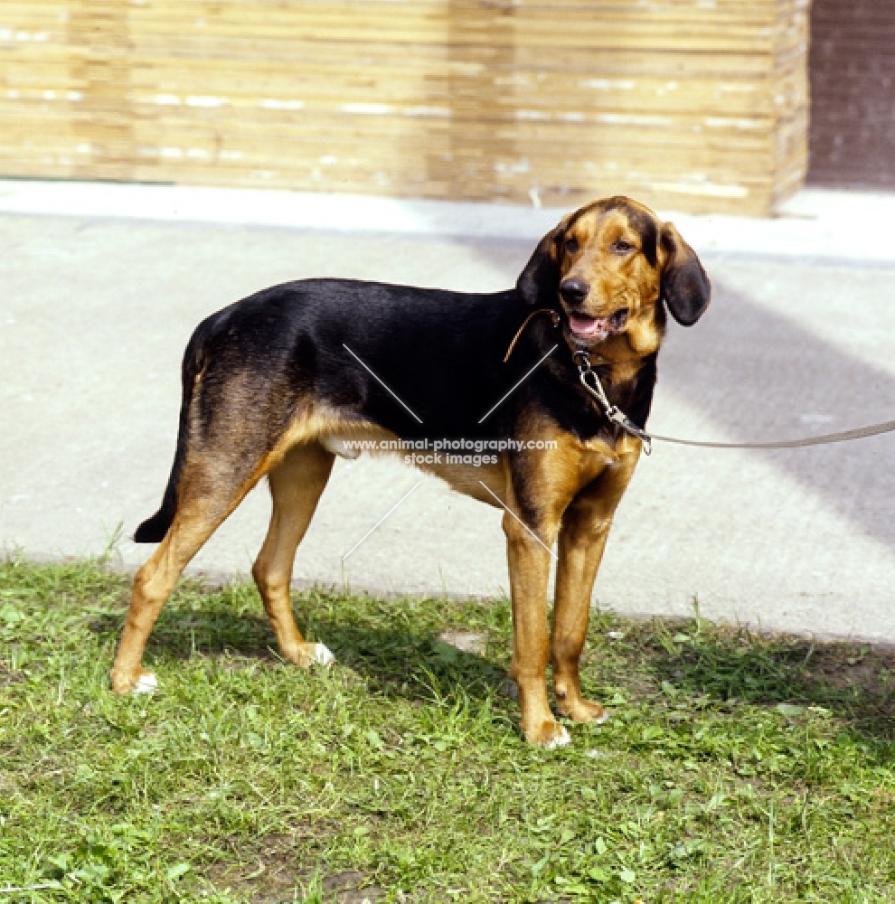 polish hound on lead