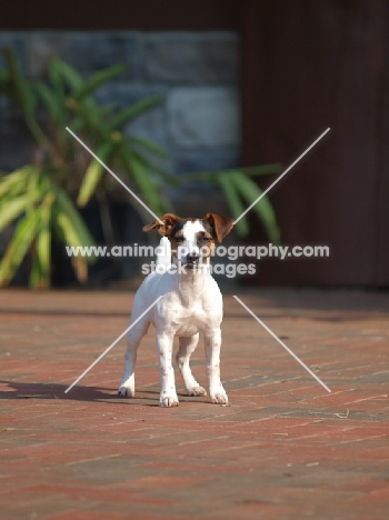 cute young Jack Russell Terrier puppy