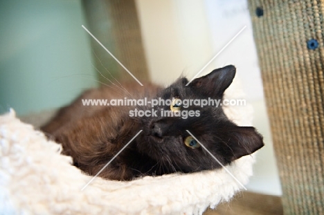 dark brown cat lying on side