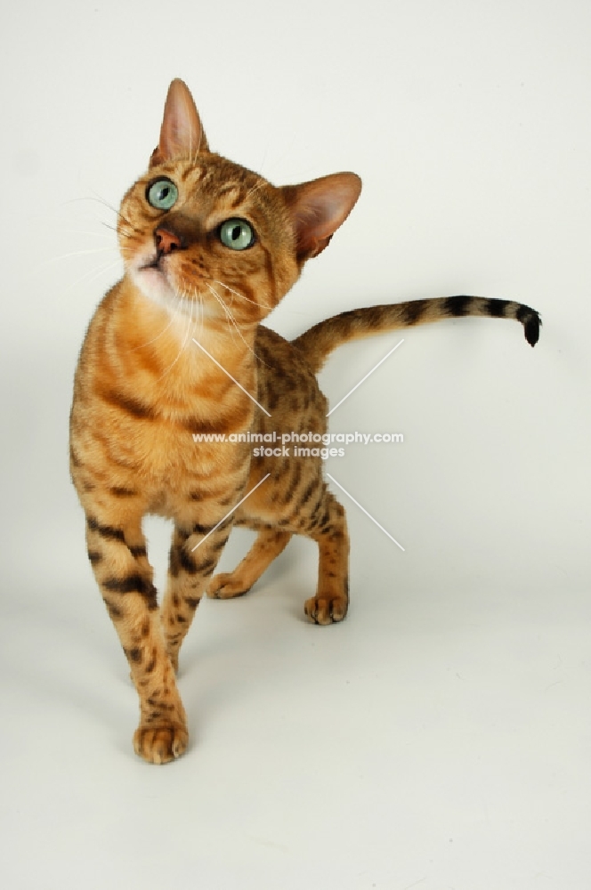 curious brown spotted bengal 