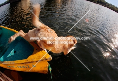 yellow labrador jumping off canoe, wide angle