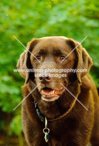 chocolate Labrador puppy