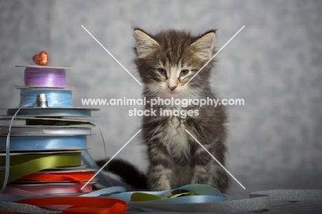 norwegian forest kitten sitting near colored ribbons