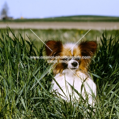 papillon hiding in grass, dremas double maxim at sunshoo