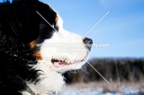 Blue eyed Bernese Mountain Dog looking out over snowy field