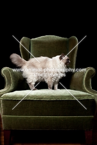 Ragdoll cat standing in chair