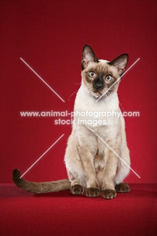 Thai Cat on red background