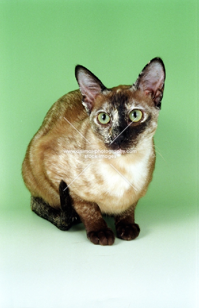 brown tortie Tonkinese cat