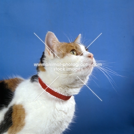 tortoiseshell and white non pedigree cat wearing a collar 