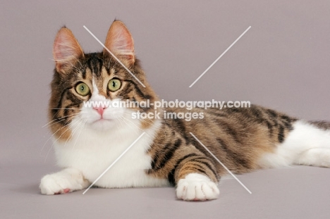 Turkish Angora cat, brown mackerel tabby & white colour