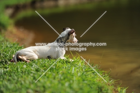 young Whippet lying on grass near river