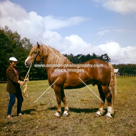 lithuanian heavy draught horse stallion