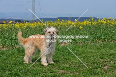 Pyrenean Sheepdog