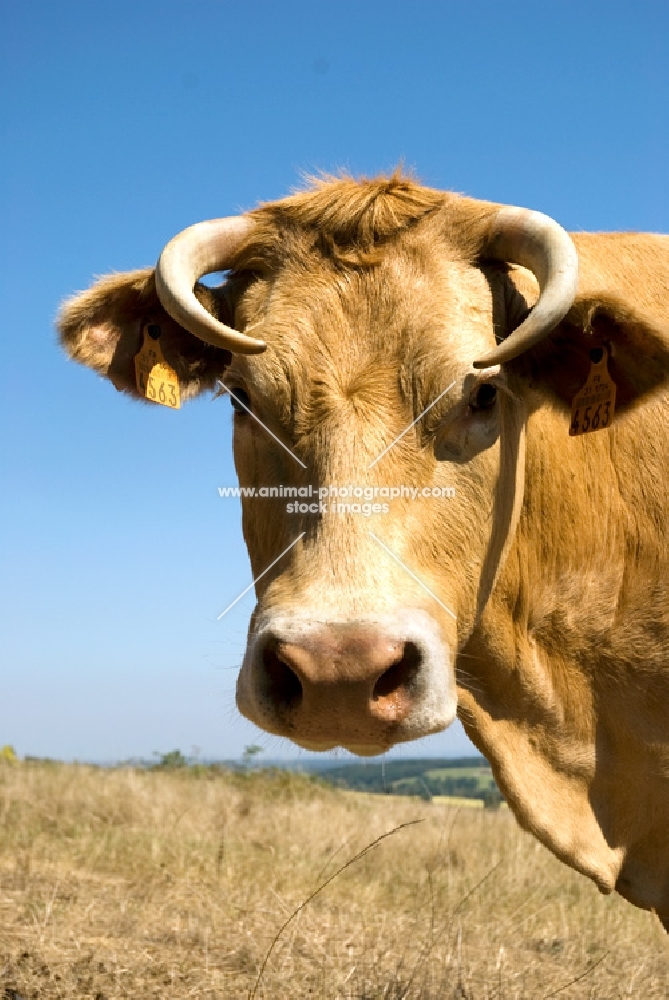 cow looking at camera