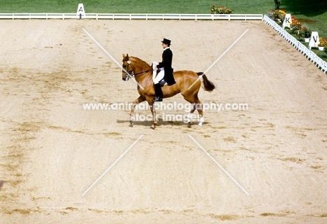 uwe schulten-baumer riding slibovitz, dressage at goodwood
