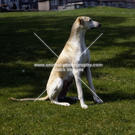 sloughi sitting on grass