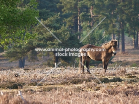 Exmoor Pony side view