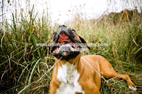 happy boxer lying in long grass