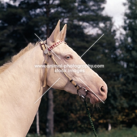 head study of albino akhal teke