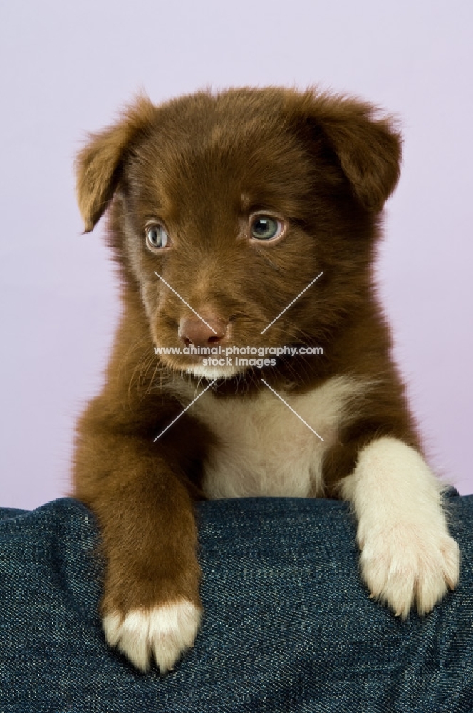 border collie puppy on pillow isolated on a purple background